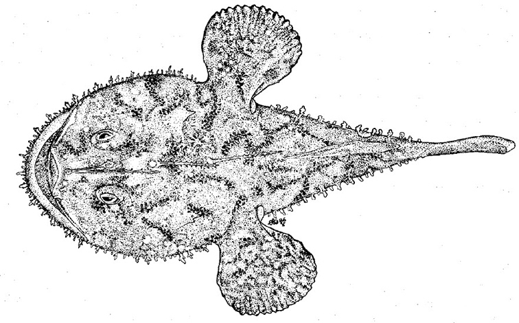 Lophius piscatorius_inicio.jpg